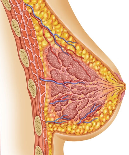 Breast Health Clinic